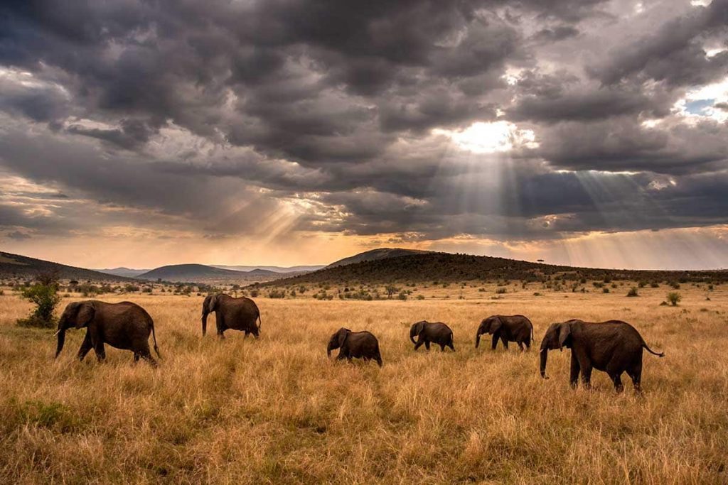 5D4N Kenya Safari