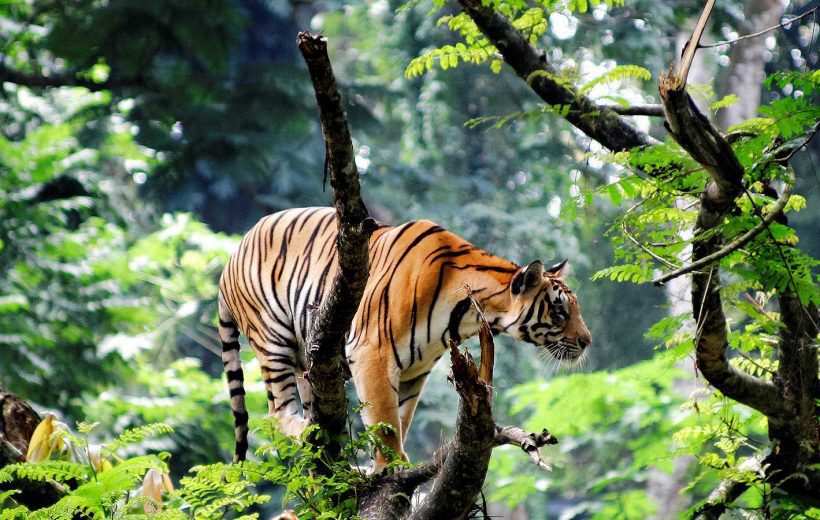 Image 79: 6D5N KERALA (PRIVATE TOUR)