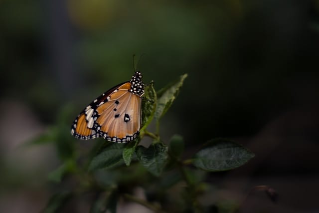 alai-photography-X4_Q1kFBJww-unsplash