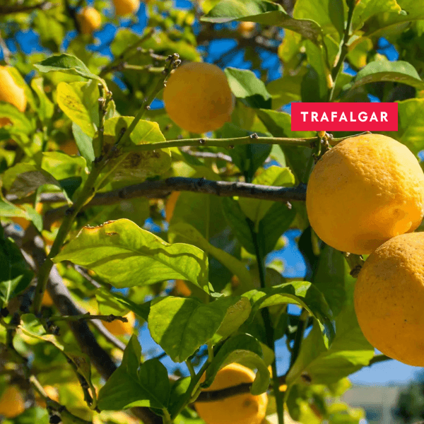 43-Trafalgar-colours-sicily