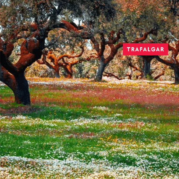 56-cork-trees-alentejo-portugal