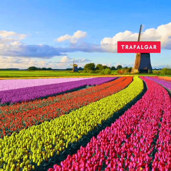 59-best-holland-guided-tour