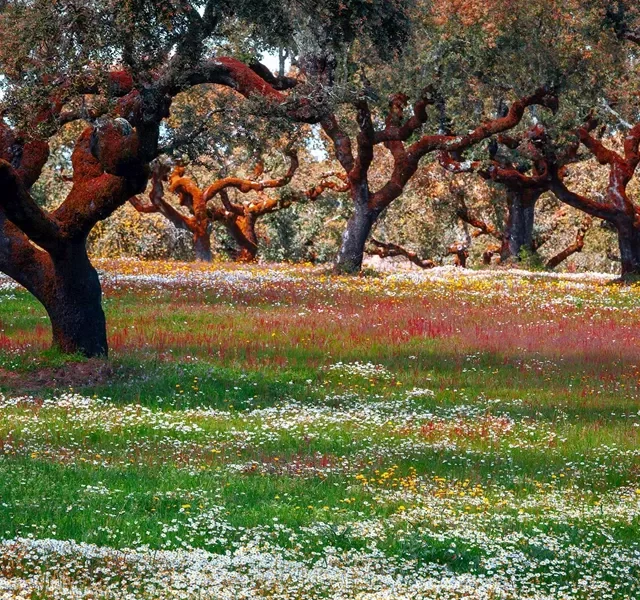 cork-trees-alentejo-portugal-1