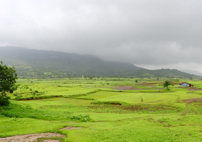 nature, field, outdoors