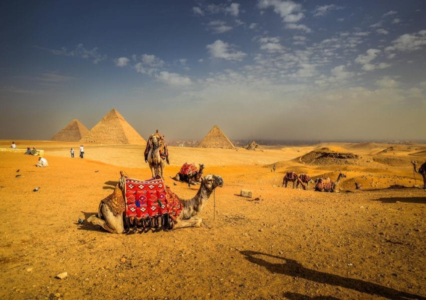 Camels at the site of pyramids