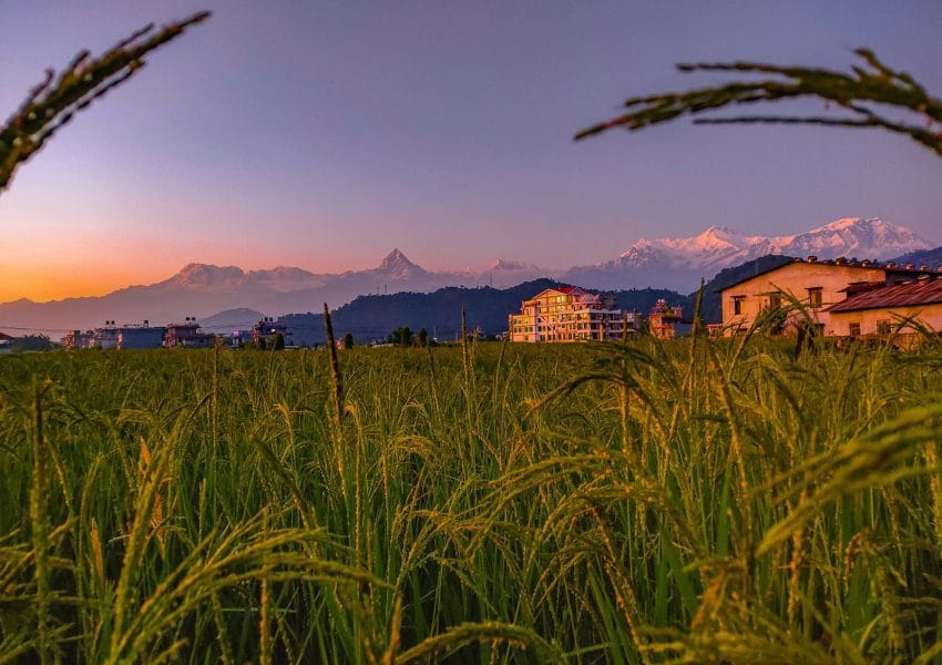 a field of tall grass with mountains in the background