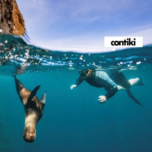 30-galapagos-sea-lion-swimming-at-guy-fawkes-islets-603556795-8