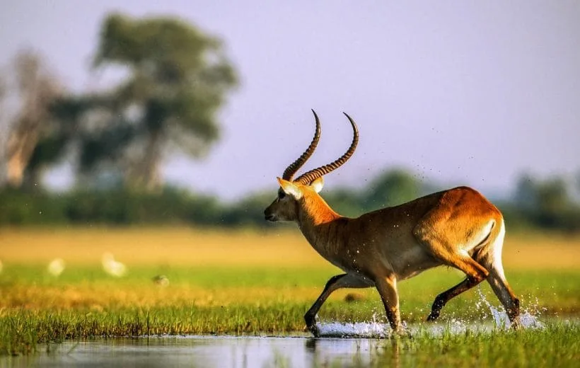 OKAVANGO DELTA AND DESERTS