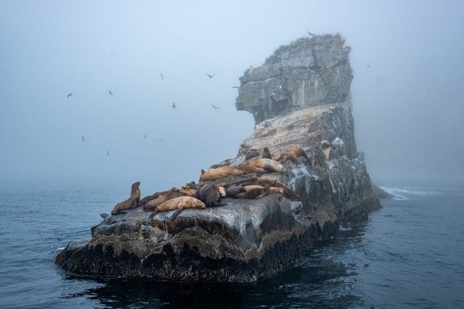 seals, mist, island