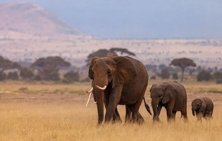 elephants, herd, pachyderms