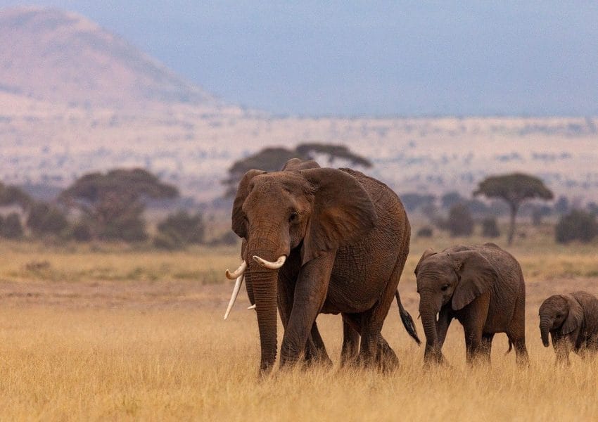 elephants, herd, pachyderms