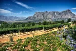 cape-winelands-south-africa