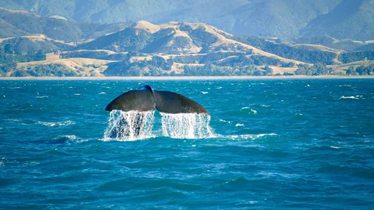 whale-at-sea-kaikoura-new-zealand-173926161-9