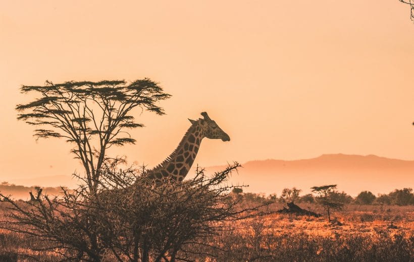 7D6N KENYA SAFARI