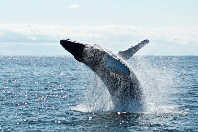 5D4N SRI LANKA & WHALE WATCHING (PRIVATE TOUR)