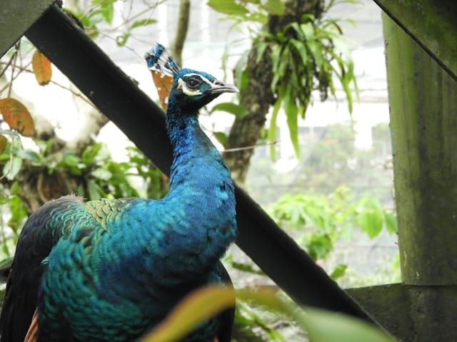 KUALA LUMPUR 1 DAY KL CITY HOP-ON HOP-OFF + BIRD PARK
