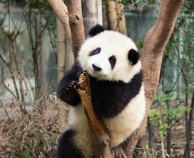 4D3N CHENGDU TOUR (PRIVATE TOUR - MIN 2 TO GO)