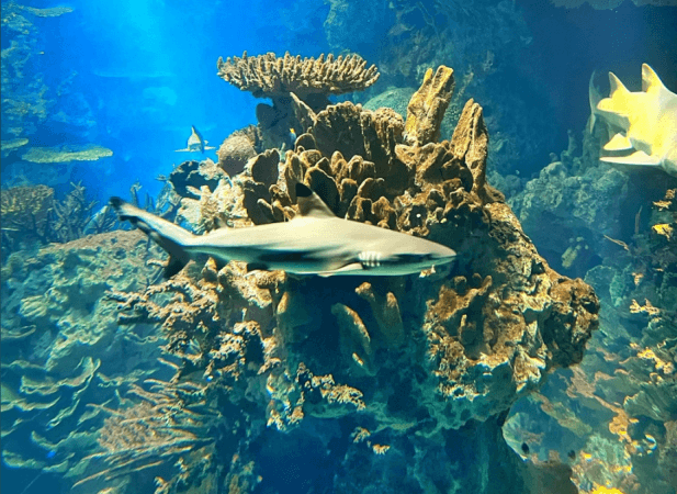 shark