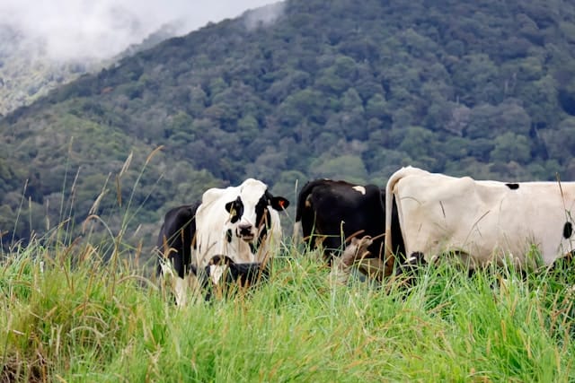 3D2N ENCHANTING KUNDASANG (FOR MALAYSIAN ONLY)