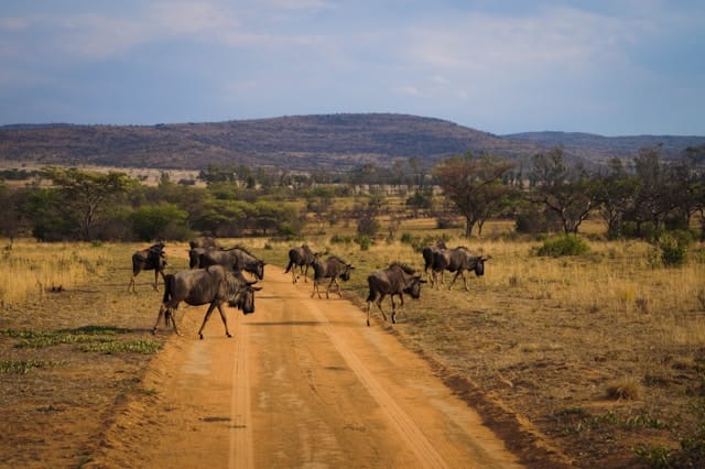 11D10N CALVING SEASON SAFARI IN SERENGETI & NGORONGORO (PRIVATE TOUR)