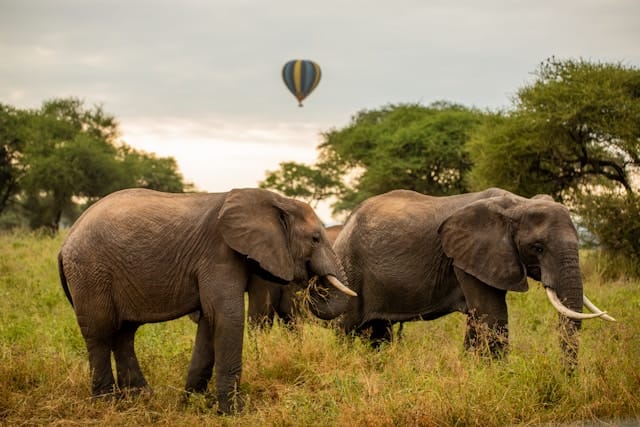tanzania-wild-sky-NHQOJBbJgdk-unsplash